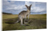 Eastern Gray Kangaroo in Australia's Murramarang National Park by Anonymous