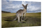 Eastern Gray Kangaroo in Australia's Murramarang National Park by Anonymous