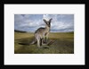 Eastern Gray Kangaroo in Australia's Murramarang National Park by Anonymous