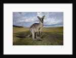 Eastern Gray Kangaroo in Australia's Murramarang National Park by Anonymous