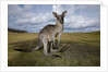 Eastern Gray Kangaroo in Australia's Murramarang National Park by Anonymous