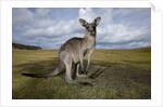 Eastern Gray Kangaroo in Australia's Murramarang National Park by Anonymous