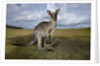 Eastern Gray Kangaroo in Australia's Murramarang National Park by Anonymous