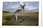 Eastern Gray Kangaroo in Australia's Murramarang National Park by Anonymous