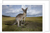 Eastern Gray Kangaroo in Australia's Murramarang National Park by Anonymous