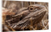 Inland Bearded Dragon in the Australian Outback by Anonymous