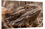 Inland Bearded Dragon in the Australian Outback by Anonymous