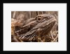 Inland Bearded Dragon in the Australian Outback by Anonymous