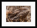 Inland Bearded Dragon in the Australian Outback by Anonymous