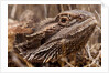 Inland Bearded Dragon in the Australian Outback by Anonymous