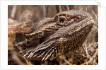 Inland Bearded Dragon in the Australian Outback by Anonymous