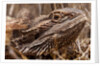 Inland Bearded Dragon in the Australian Outback by Anonymous