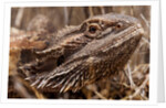 Inland Bearded Dragon in the Australian Outback by Anonymous