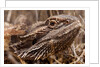 Inland Bearded Dragon in the Australian Outback by Anonymous