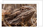 Inland Bearded Dragon in the Australian Outback by Anonymous