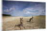 Eastern Gray Kangaroos on beach in Murramarang National Park by Anonymous
