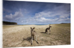 Eastern Gray Kangaroos on beach in Murramarang National Park by Anonymous