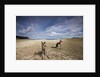 Eastern Gray Kangaroos on beach in Murramarang National Park by Anonymous