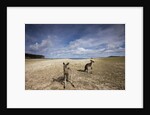 Eastern Gray Kangaroos on beach in Murramarang National Park by Anonymous