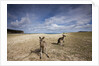 Eastern Gray Kangaroos on beach in Murramarang National Park by Anonymous