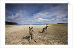 Eastern Gray Kangaroos on beach in Murramarang National Park by Anonymous