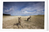 Eastern Gray Kangaroos on beach in Murramarang National Park by Anonymous