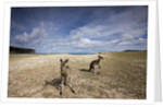 Eastern Gray Kangaroos on beach in Murramarang National Park by Anonymous