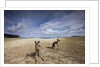 Eastern Gray Kangaroos on beach in Murramarang National Park by Anonymous