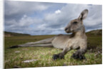Eastern Gray Kangaroo in Murramarang National Park by Anonymous