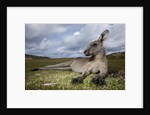 Eastern Gray Kangaroo in Murramarang National Park by Anonymous