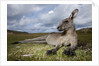 Eastern Gray Kangaroo in Murramarang National Park by Anonymous