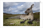 Eastern Gray Kangaroo in Murramarang National Park by Anonymous