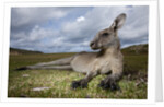 Eastern Gray Kangaroo in Murramarang National Park by Anonymous