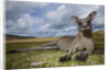 Eastern Gray Kangaroo in Murramarang National Park by Anonymous