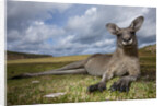Eastern Gray Kangaroo in Murramarang National Park by Anonymous