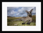 Eastern Gray Kangaroo in Murramarang National Park by Anonymous