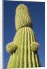 Saguaro Cactus in Tinajas Altas Mountains by Anonymous