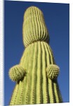 Saguaro Cactus in Tinajas Altas Mountains by Anonymous