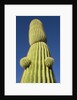 Saguaro Cactus in Tinajas Altas Mountains by Anonymous