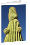 Saguaro Cactus in Tinajas Altas Mountains by Anonymous