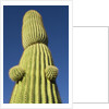 Saguaro Cactus in Tinajas Altas Mountains by Anonymous