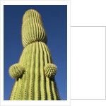 Saguaro Cactus in Tinajas Altas Mountains by Anonymous