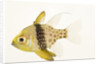 Polka Dot Cardinal Fish by Anonymous