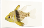 Polka Dot Cardinal Fish by Anonymous