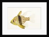 Polka Dot Cardinal Fish by Anonymous