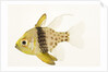 Polka Dot Cardinal Fish by Anonymous