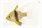 Polka Dot Cardinal Fish by Anonymous