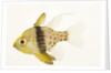 Polka Dot Cardinal Fish by Anonymous