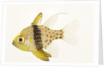 Polka Dot Cardinal Fish by Anonymous