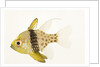 Polka Dot Cardinal Fish by Anonymous